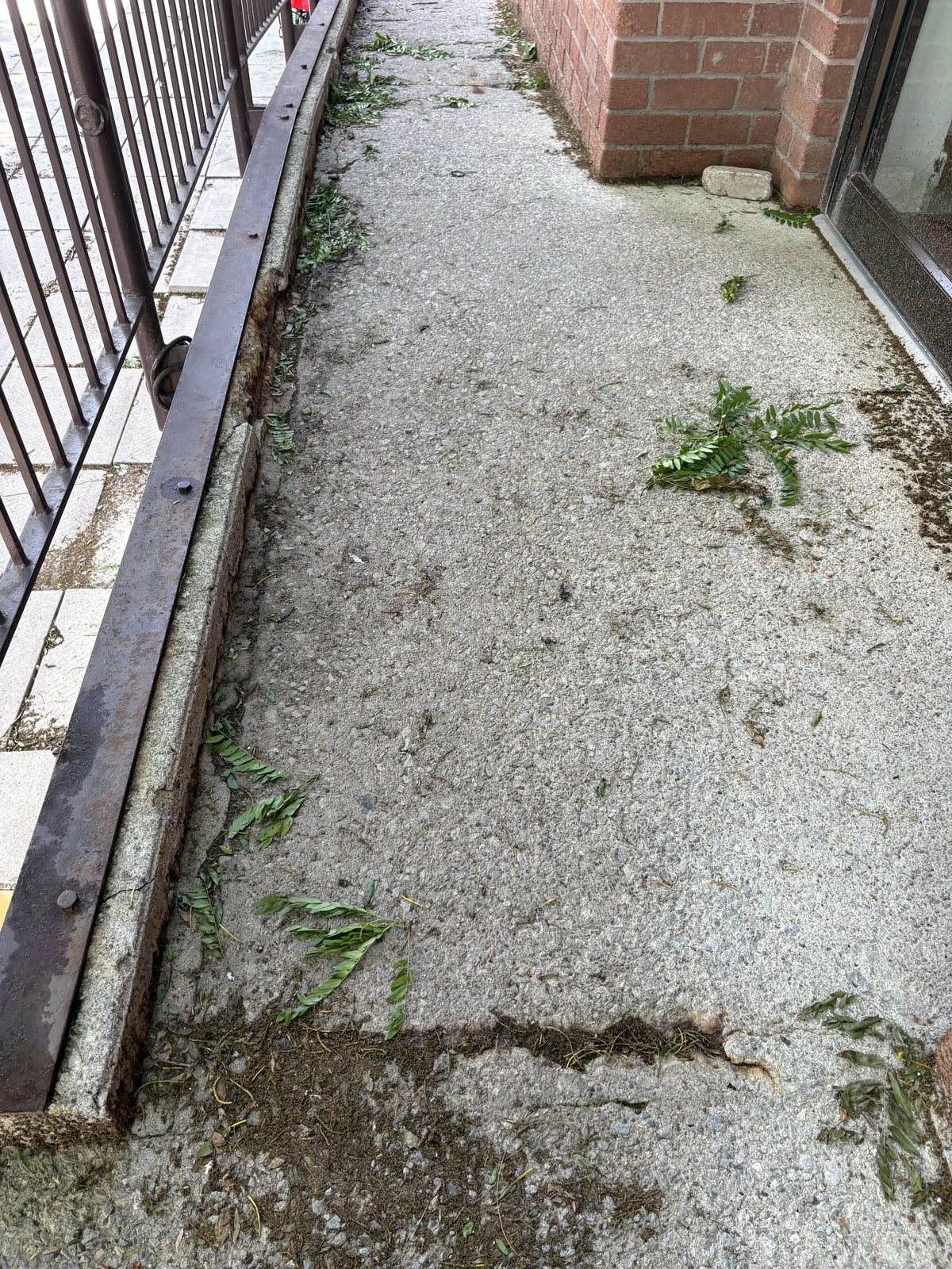 The same walkway before coating, cracked with weeds in the joints
